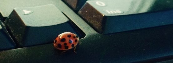 An image of a bug on a keyboard
