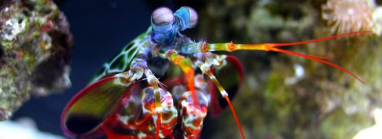 Mantis Shrimp
