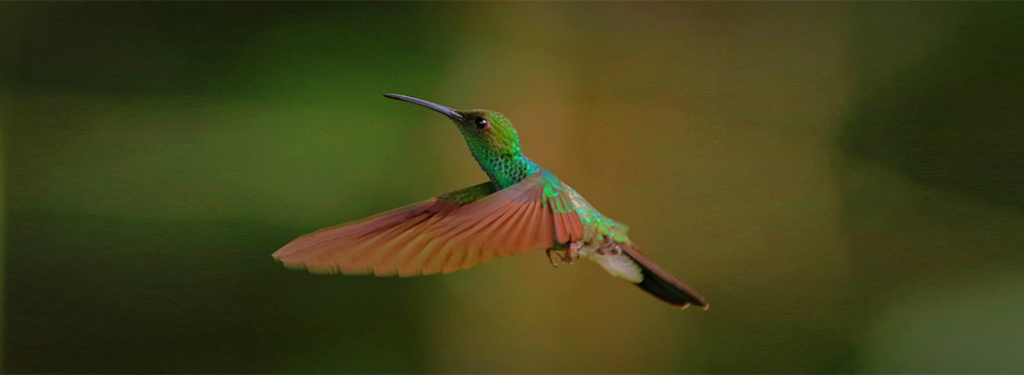 Colibri_hummingbird_banner