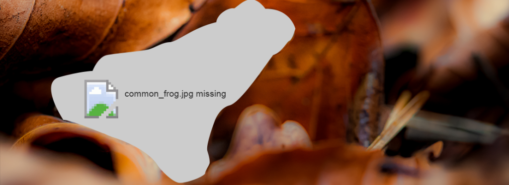 Image_missing-frog_ft