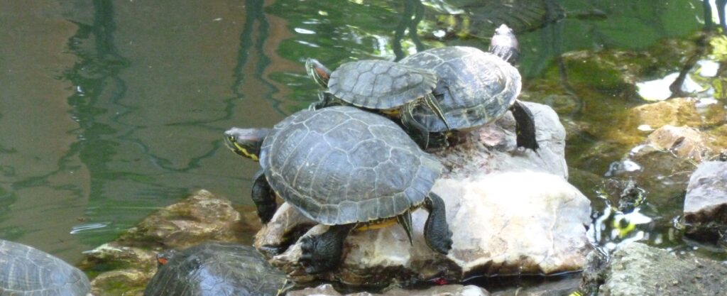 Turtles in Athens - 2012