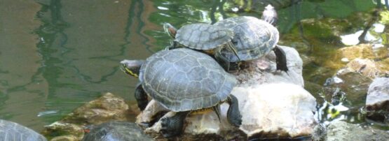 Turtles in Athens - 2012