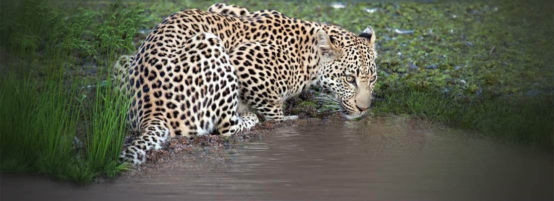 Banner image for Recent cases of watering hole attacks: Part 1 article.