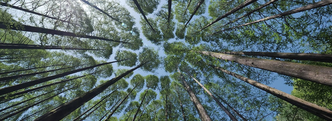 Banner image for A tree in a tree: Challenges of comprehensive DNS tree exploration article.