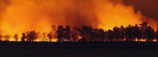 A picture of a forest fire.