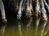 Mangrove roots in water.