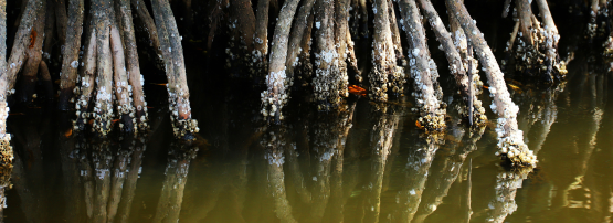 Mangrove roots in water.