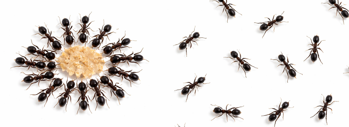 Banner image for Centralized or distributed? Understanding modern router and AI fabric architectures article.