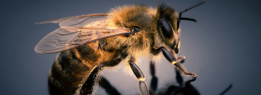 Banner image for Beeline: Enforcing application-layer policies in eBPF article.