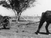 Draughthorse towing a Talbot motor car, ca. 1908