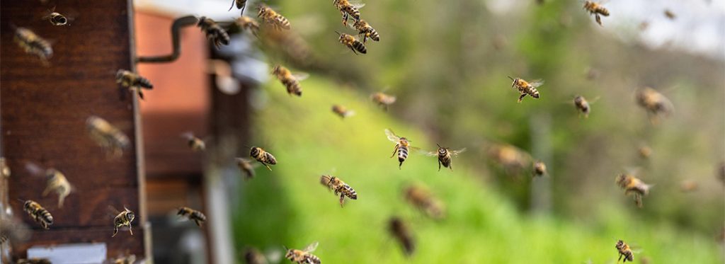 Bee-attack-ft
